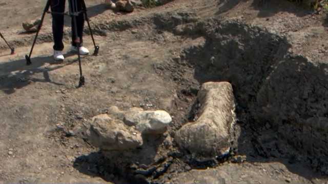Dinosaur bone discovered at Maryland park - Vimarsana News