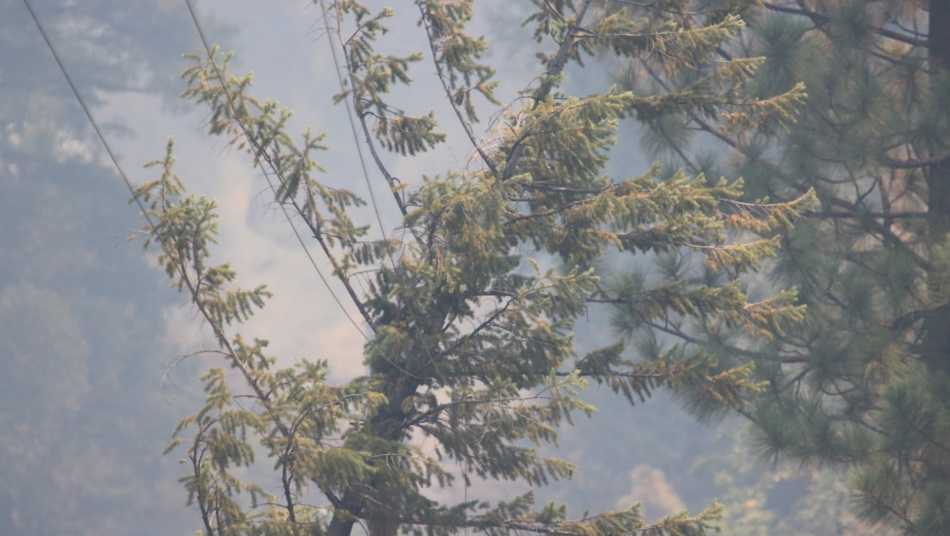 Cal Fire confirms tree into PG&E equipment as cause of Dixie Fire – KCRA Sacramento