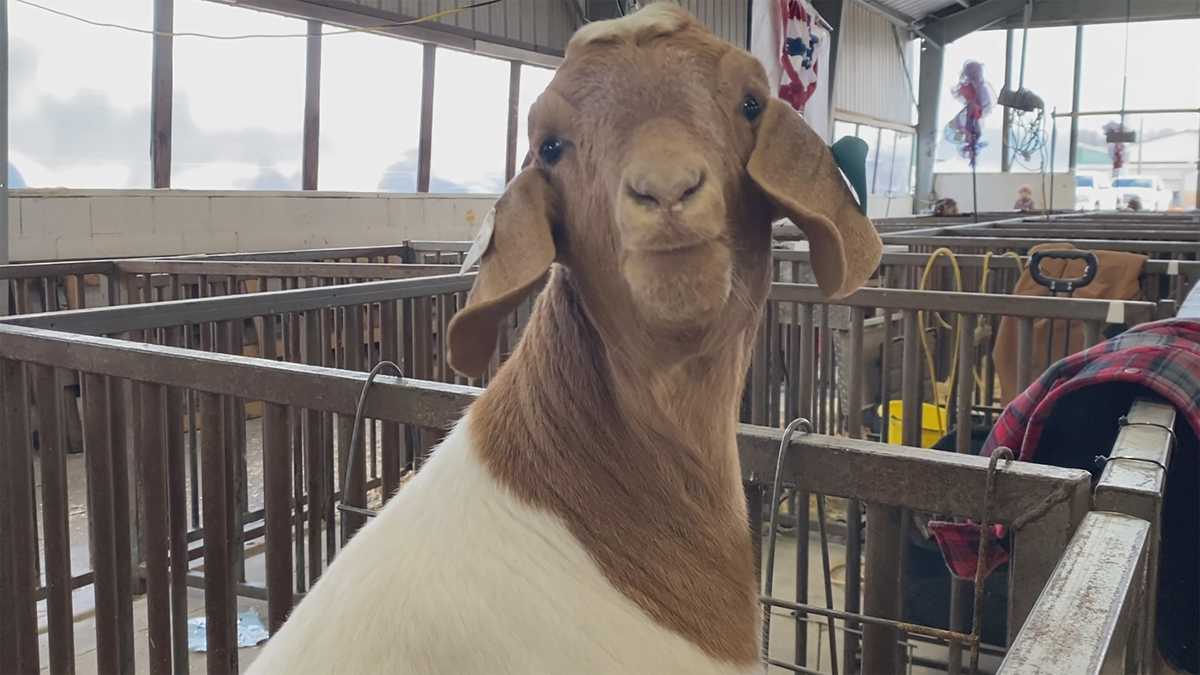 Dixie National Livestock Show kicks off in Mississippi