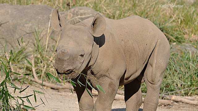 Meet Kendi: Adorable photos of Cincinnati's rhino baby