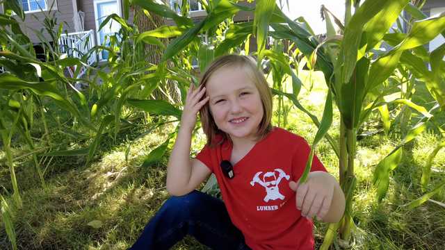 Omaha 4-year-old grows corn field in front yard of his home - Vimarsana News