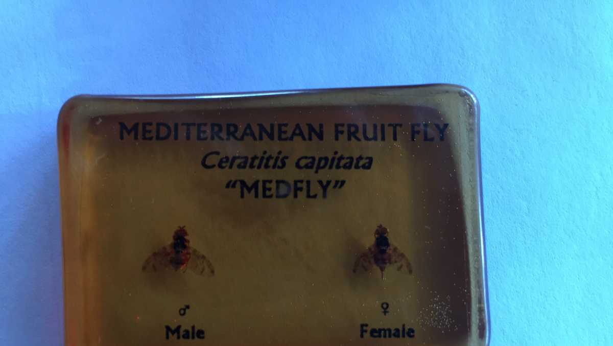 Fruit fly invasion forces quarantine in Solano County