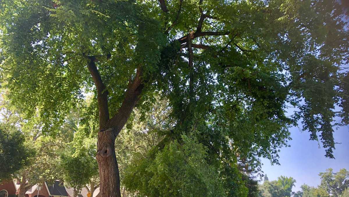 Arborist ‘Zombie trees’ in Sacramento still struggle from drought
