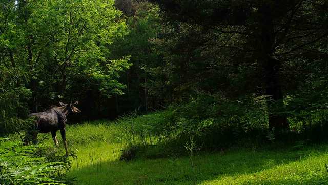 Moose sighting in Wisconsin - Vimarsana News