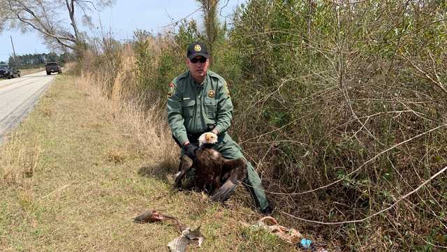 South Carolina: Bald eagle hit, killed by car - Vimarsana News