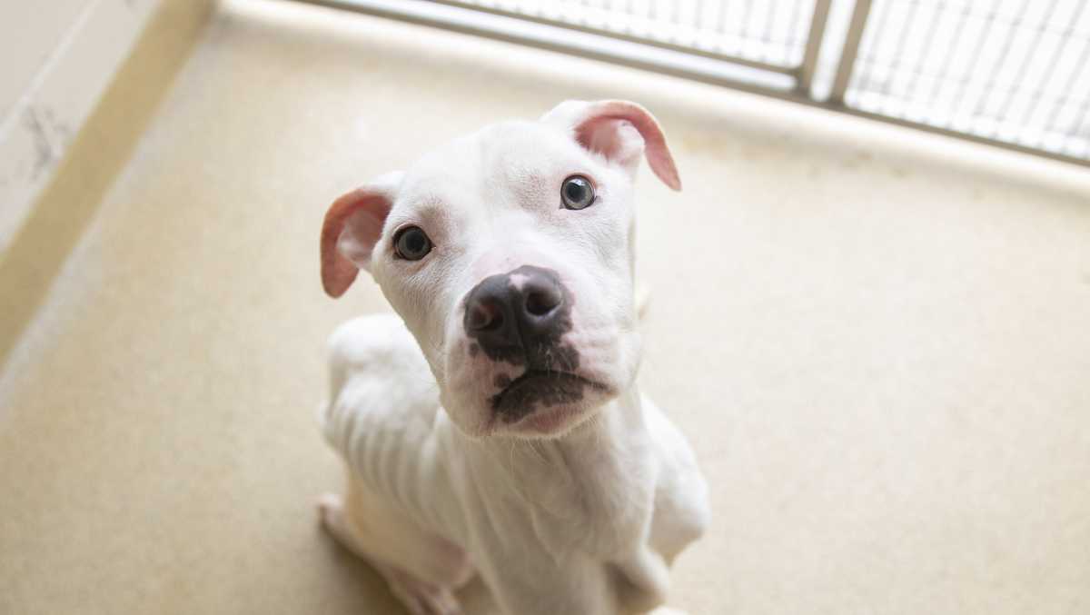 波士顿动物救援联盟调查一起严重虚弱的狗案件