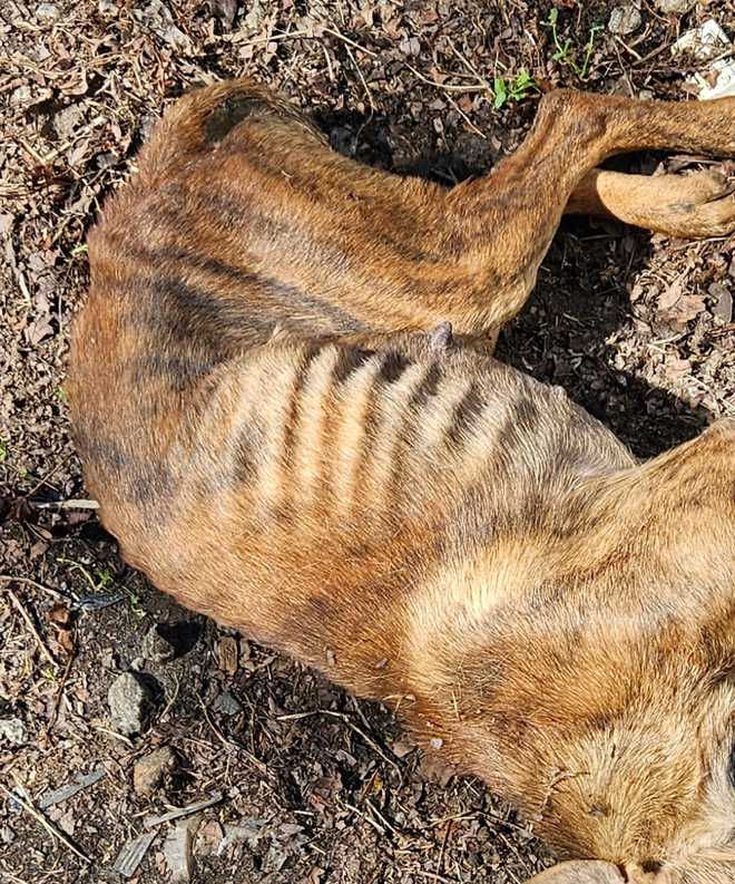 animal cruelty case in rutherford county, north carolina