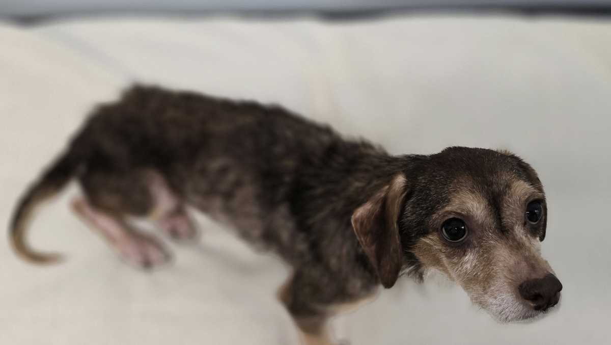 Reward offered after 18 dogs found abandoned on South Carolina street
