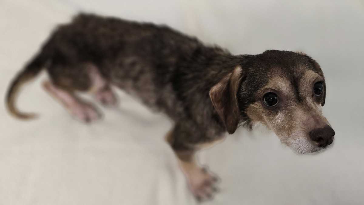 Reward offered after 18 dogs found abandoned on South Carolina street