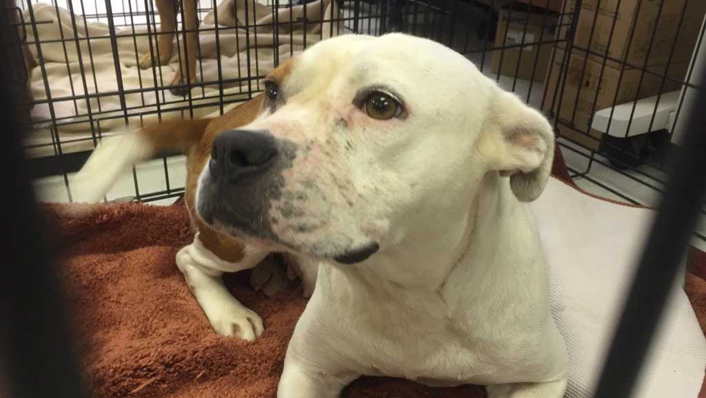 Pet Adoption Fees Reduced To 12 At Central Florida Shelters In December pet-adoption-fees-reduced-to-12-at-central-florida-shelters-in-december