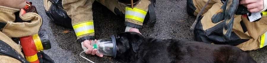 Dog rescued, revived after house fire