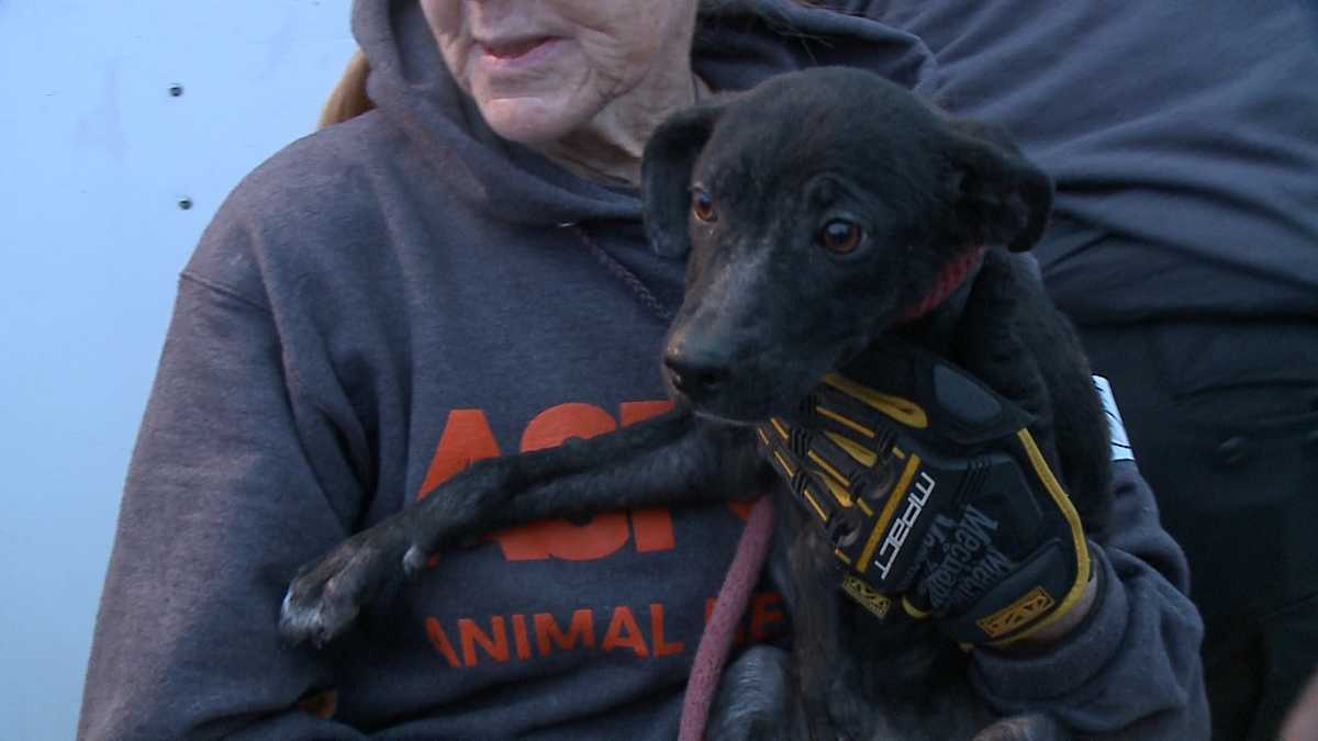 Dogs rescued from St. Croix arrive at Nebraska Humane Society