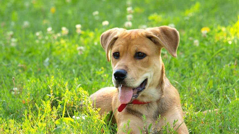 How to keep pets safe during the extreme heat warning
