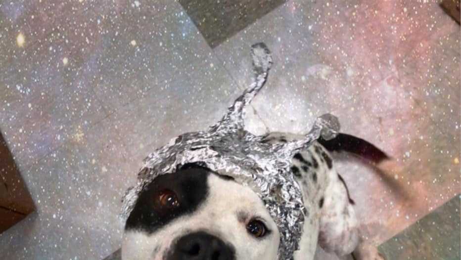 'Storm The Shelter' OKC animal welfare to host free adoption event