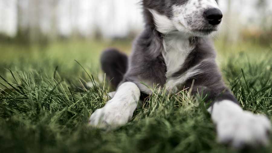 cute border collie puppy lying down on grass