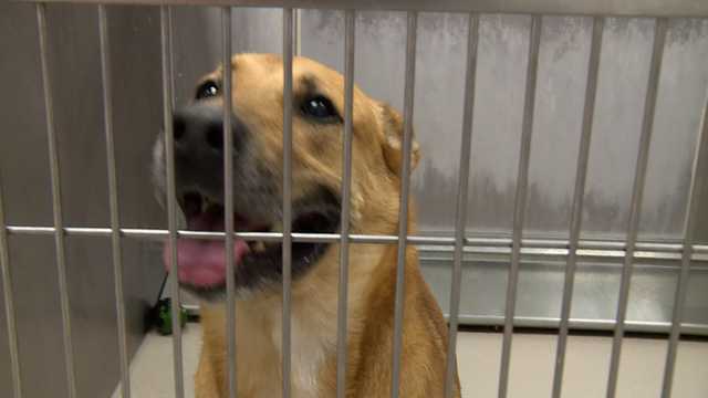 Burlington Animal Services is the only no kill shelter locally. - Vimarsana News