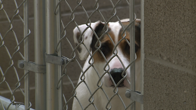 Centerton animal shelter holds special one-day adoption event