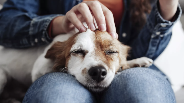Petting a dog for just a few minutes can reduce stress - Vimarsana News