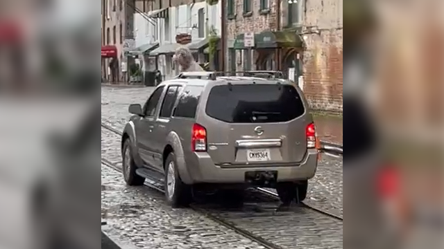 Savannah: Pup spotted riding out the storm, literally - Vimarsana News