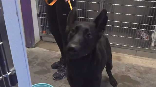 Dogs in alleged animal cruelty case in Maine ready for adoption - Vimarsana News