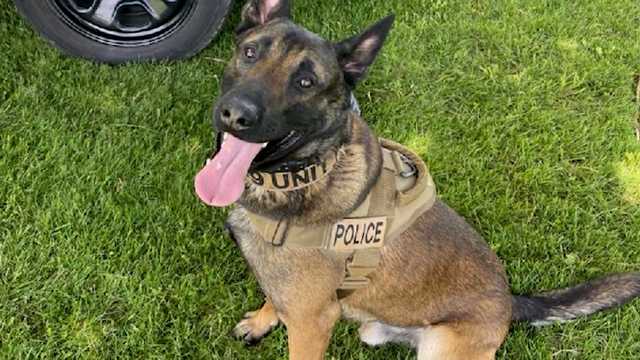 After Derry K9 officer euthanized, Facebook group started - Vimarsana News