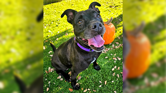 Mutts & Meows: Adopt Lelo - Vimarsana News