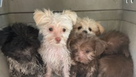 Trio accused of selling puppies out of cart on Naples beach 