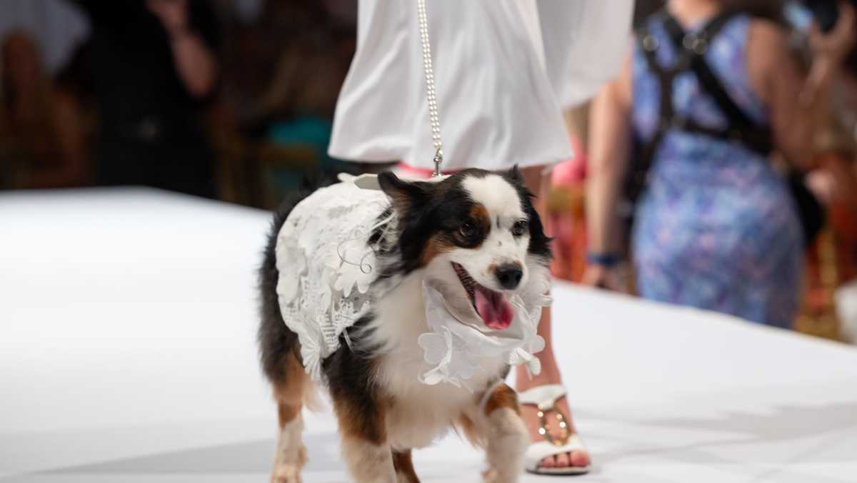 Big Dog Ranch Rescue raises record $5 million at Mar-a-Lago fundraiser