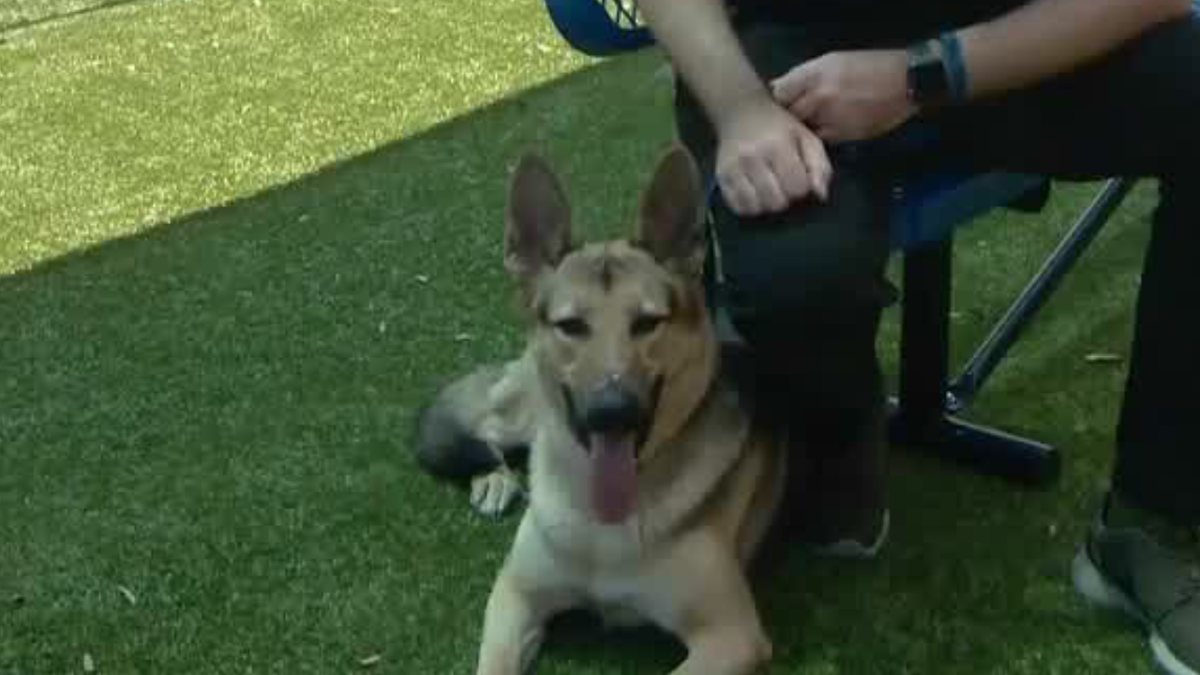 Dog abandoned in park with note