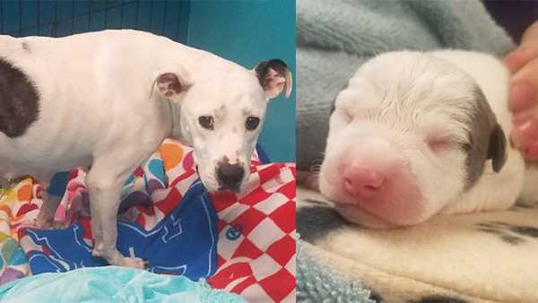5 puppies die after dog abandoned while giving birth, Ohio animal shelter  says