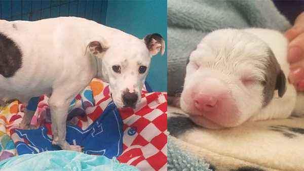 5 puppies die after dog abandoned while giving birth, Ohio animal shelter says 5 puppies die after dog abandoned while giving birth, Ohio animal shelter says