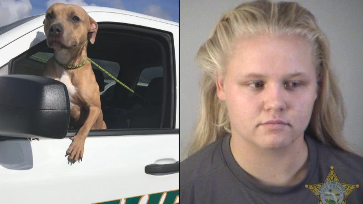 Dog abandoned on side of Lake County road, deputies say