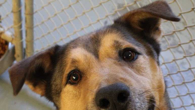 Ohio shelter dog finally adopted after 2,300 days