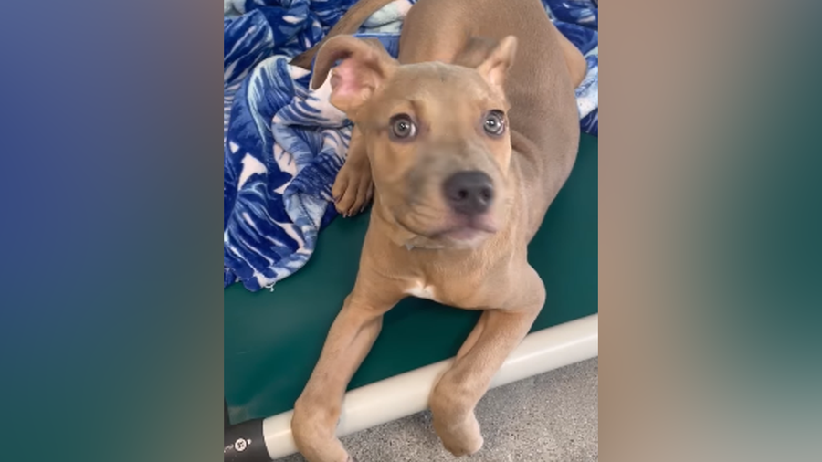 Dog at Kentucky shelter who bobs head up for adoption Dog at Kentucky shelter who bobs head up for adoption
