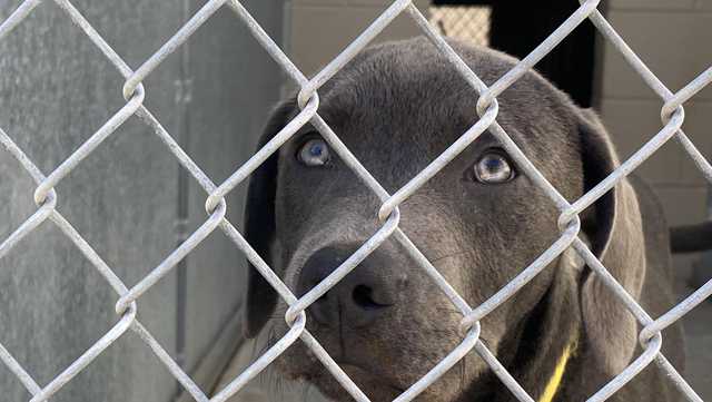 Central Florida animal shelters running out of space - Vimarsana News