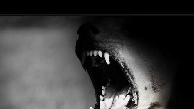 Woman killed by dog in Tuscaloosa County 