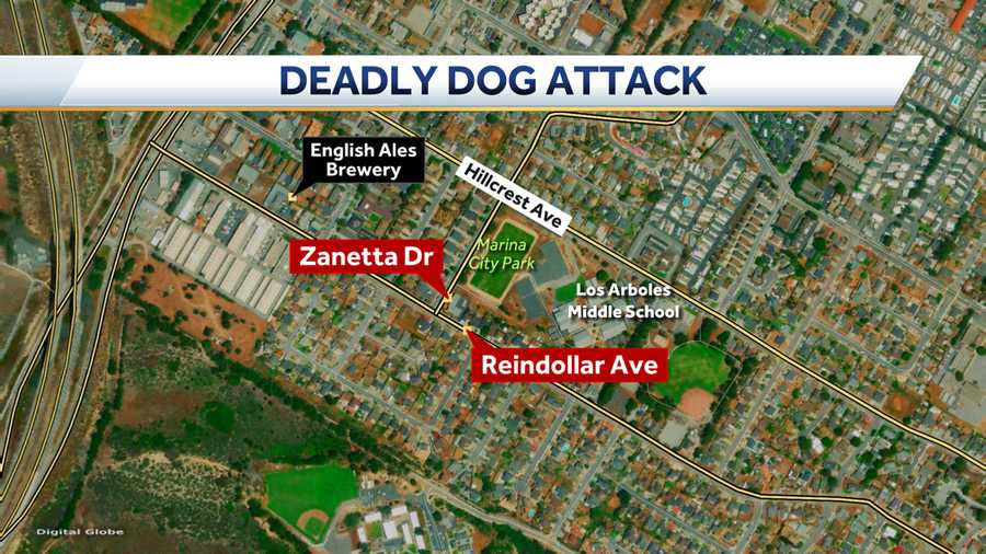 pet owner kills pit bull during dog attack in marina