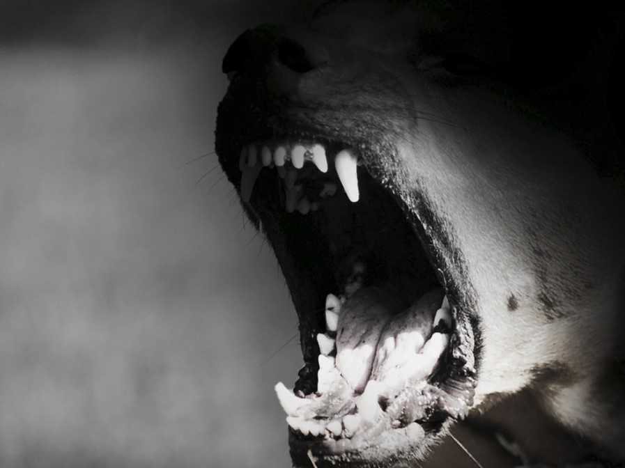 Child killed, adult injured in SC dog attack, deputies say
