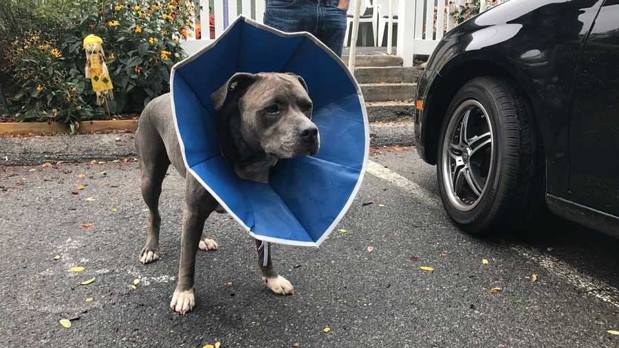 Dog, Woman Attacked With Machete, Police Say