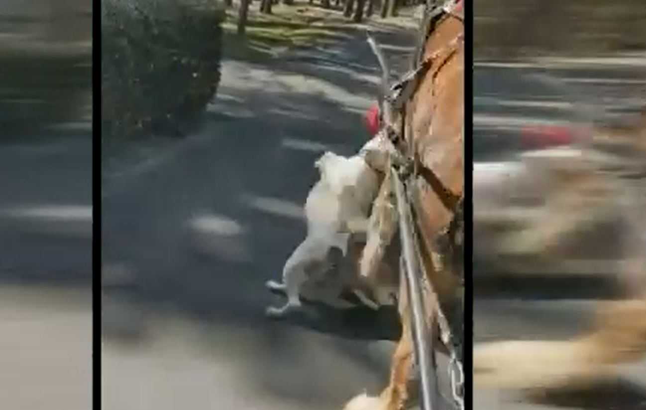 Dog Attack Horse Pulling Carriage - Sergio Luna Viral