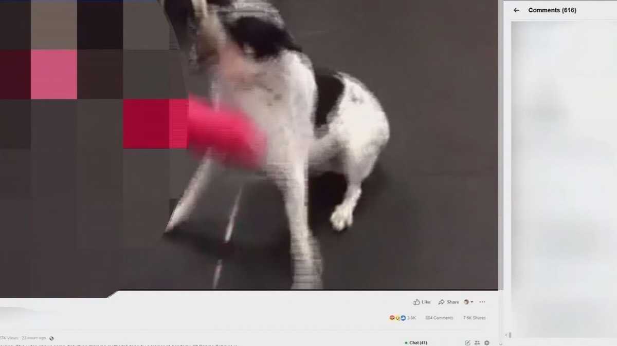 Video of professional trainer repeatedly hitting dog with bat sparks