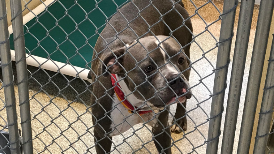 Middletown Man Avoids Jail Time After Beating Dog With Bat