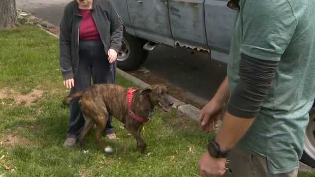 Neighborhood stops receiving mail after dog bit mail carrier - Vimarsana News