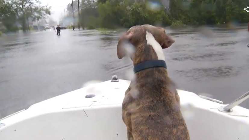 Boat goes through flooded North Carolina streets rescuing pets from homes