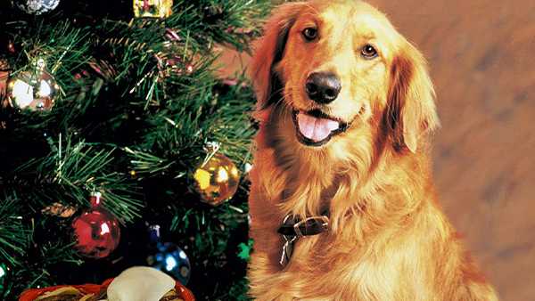 dog and christmas tree