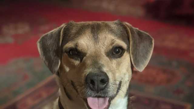 North Carolina: Dog dies after day on the lake - Vimarsana News