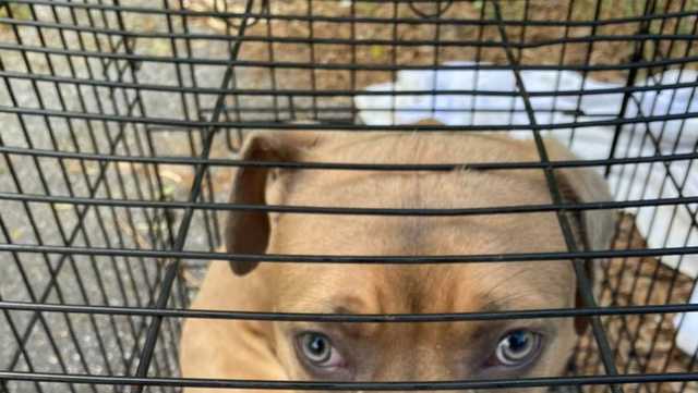 Laurens: Dog dumped on side of road - Vimarsana News