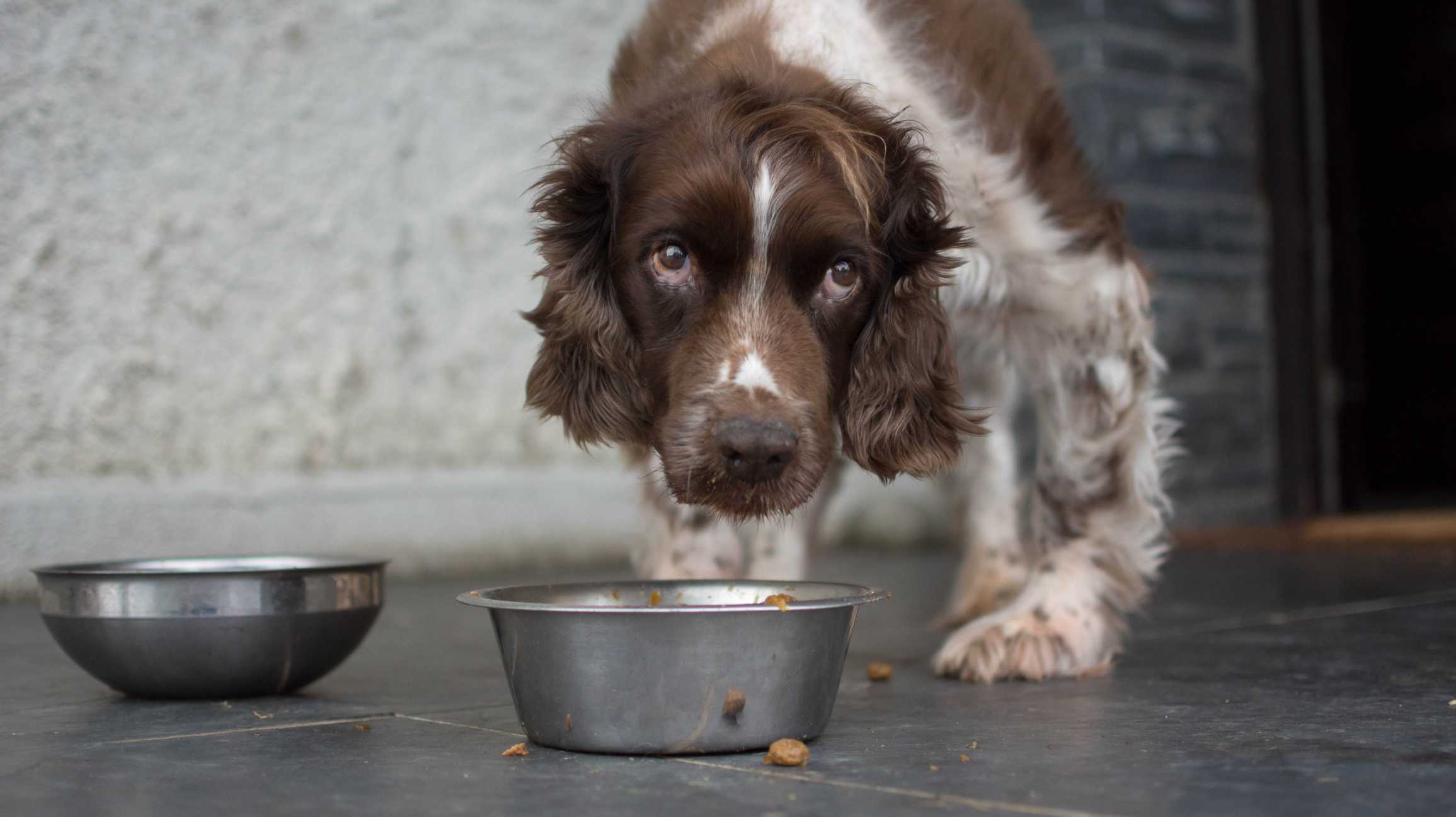 2 brands of dry dog food recalled due to worry of elevated levels