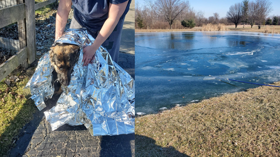 puppy falls through ice