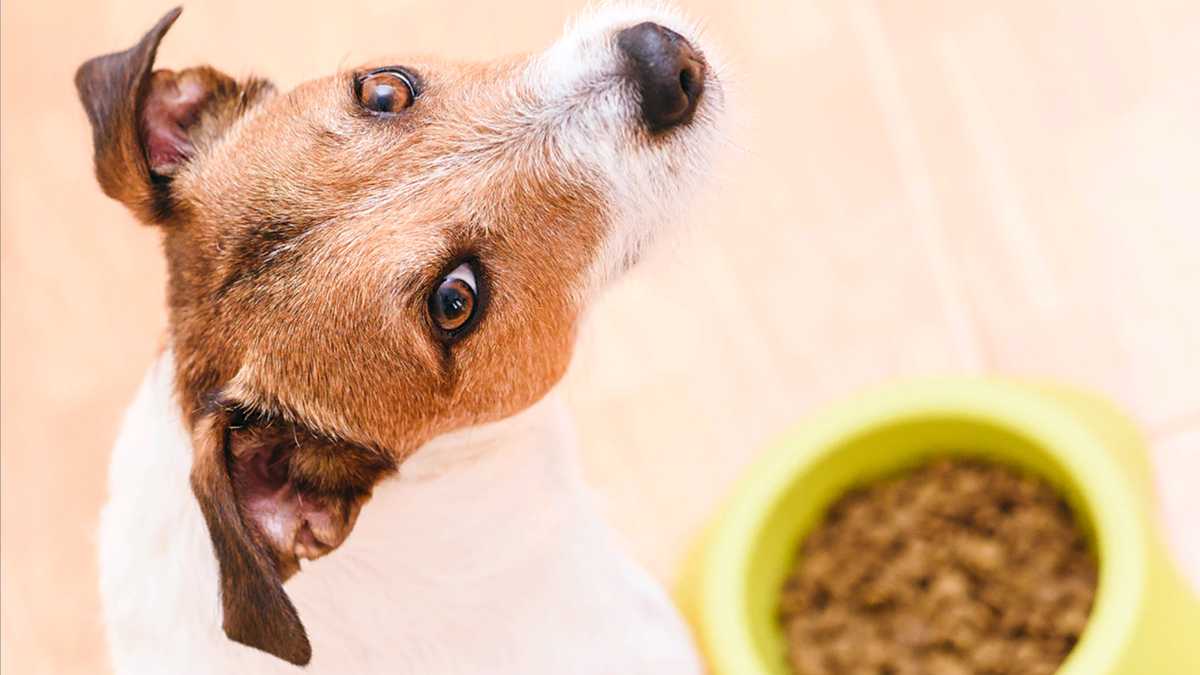 Local veterinarians warn about grain-free pet food